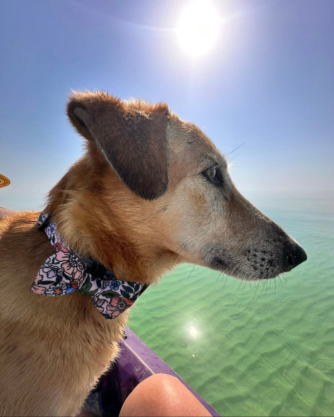 Bow Tie - Floral Garden