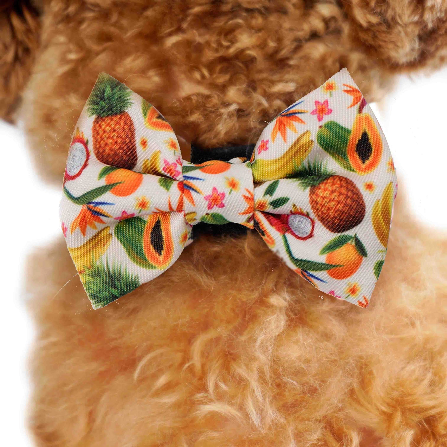 Bow Tie - Fruity