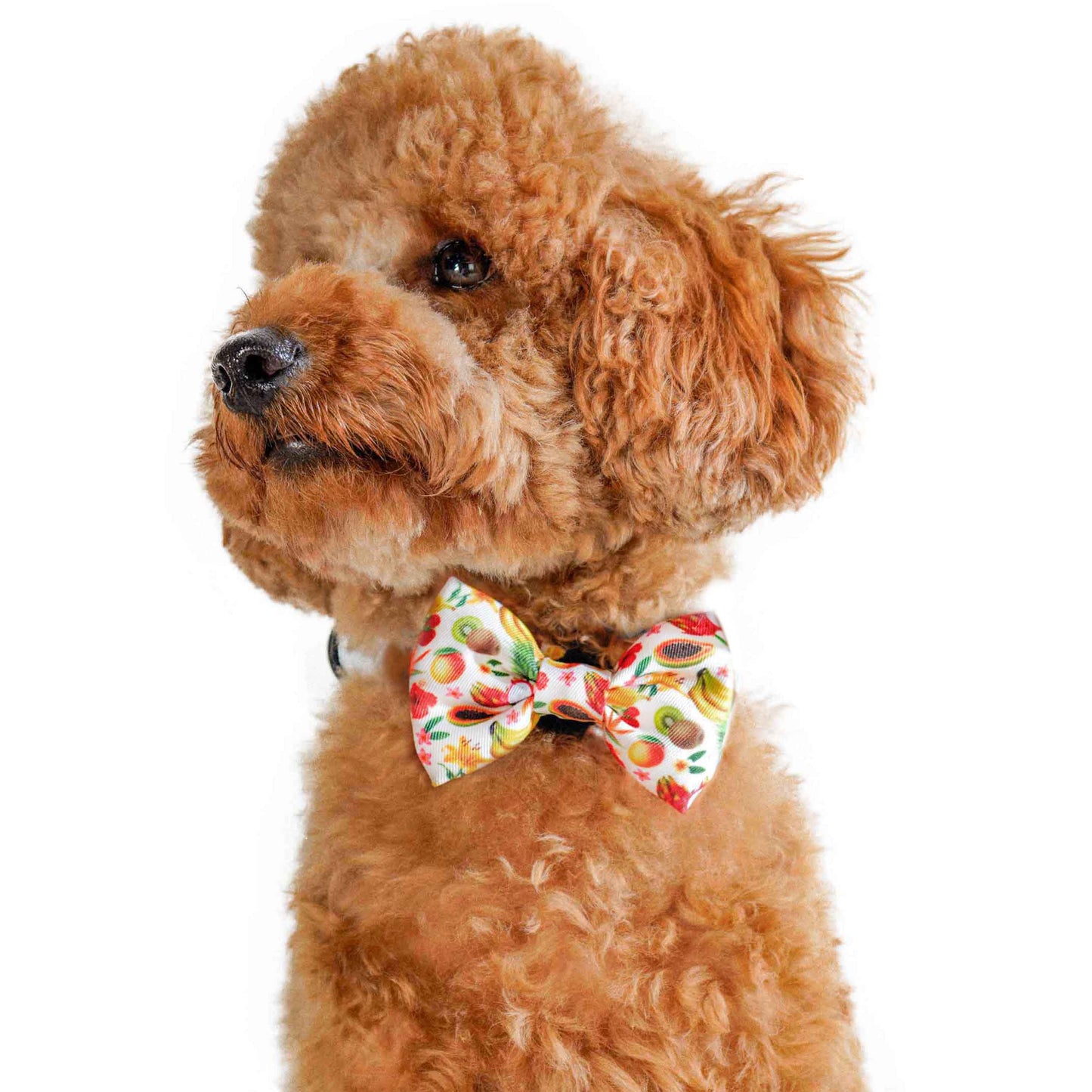 Bow Tie - Fruity