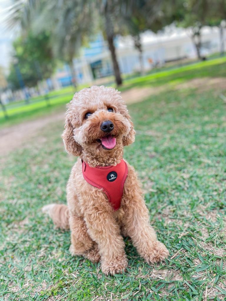 Adjustable Harness - Terracotta