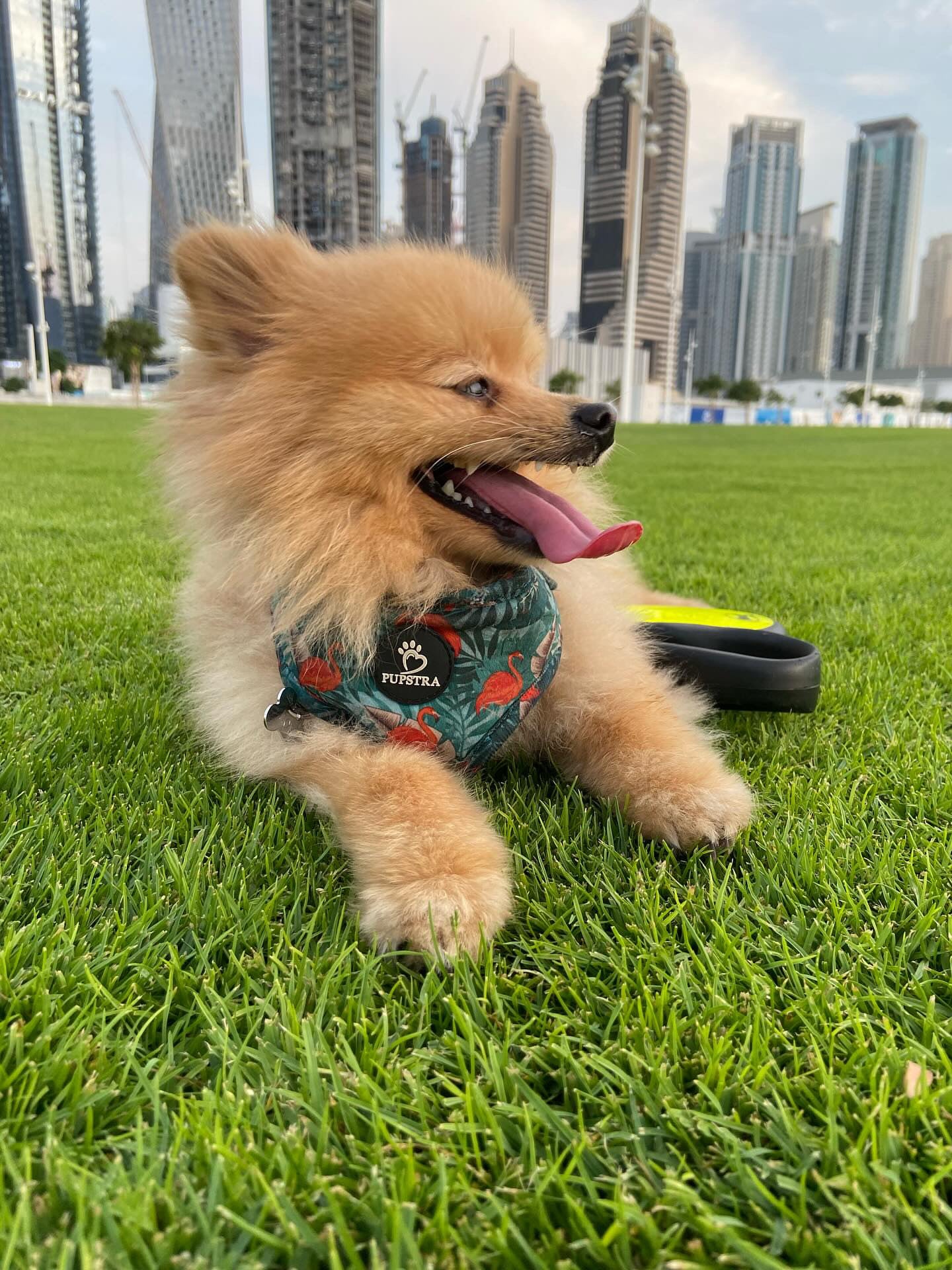 Adjustable Harness - Flamingo