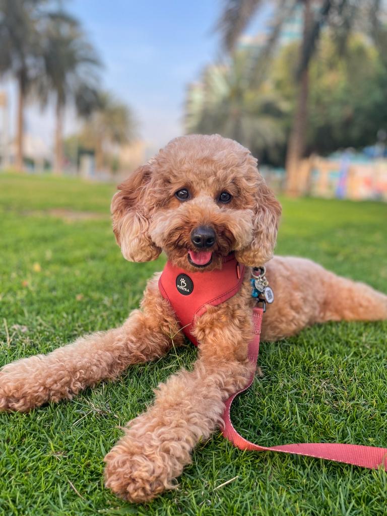 Adjustable Harness - Terracotta