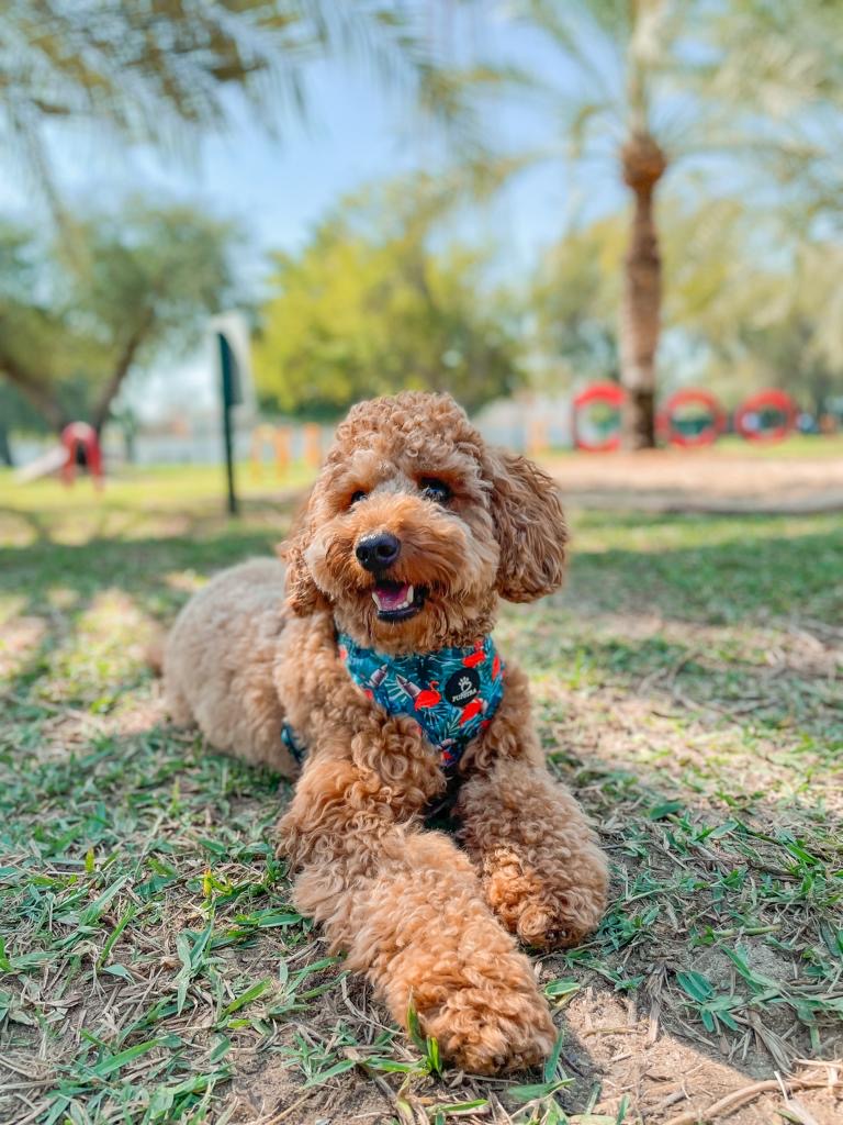 Adjustable Harness - Flamingo