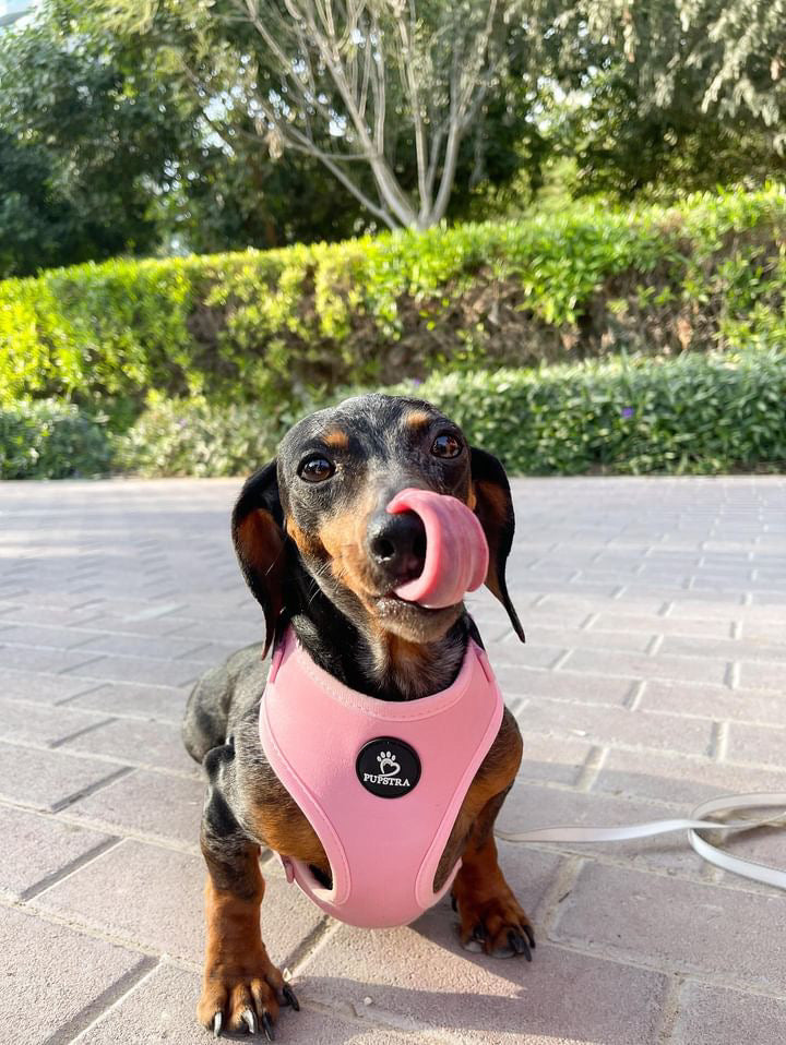 Bundle - Cotton Candy