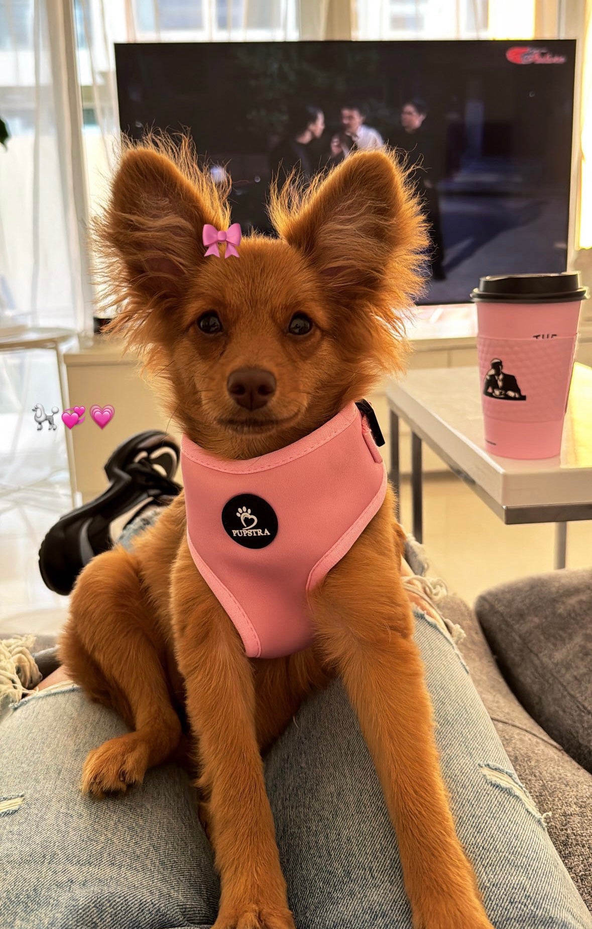 Bundle - Cotton Candy