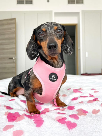 Bundle - Cotton Candy