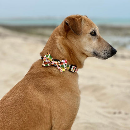 Bow Tie - Fruity
