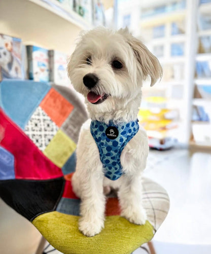 Bundle - Blue Leopard