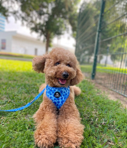 Bundle - Blue Leopard