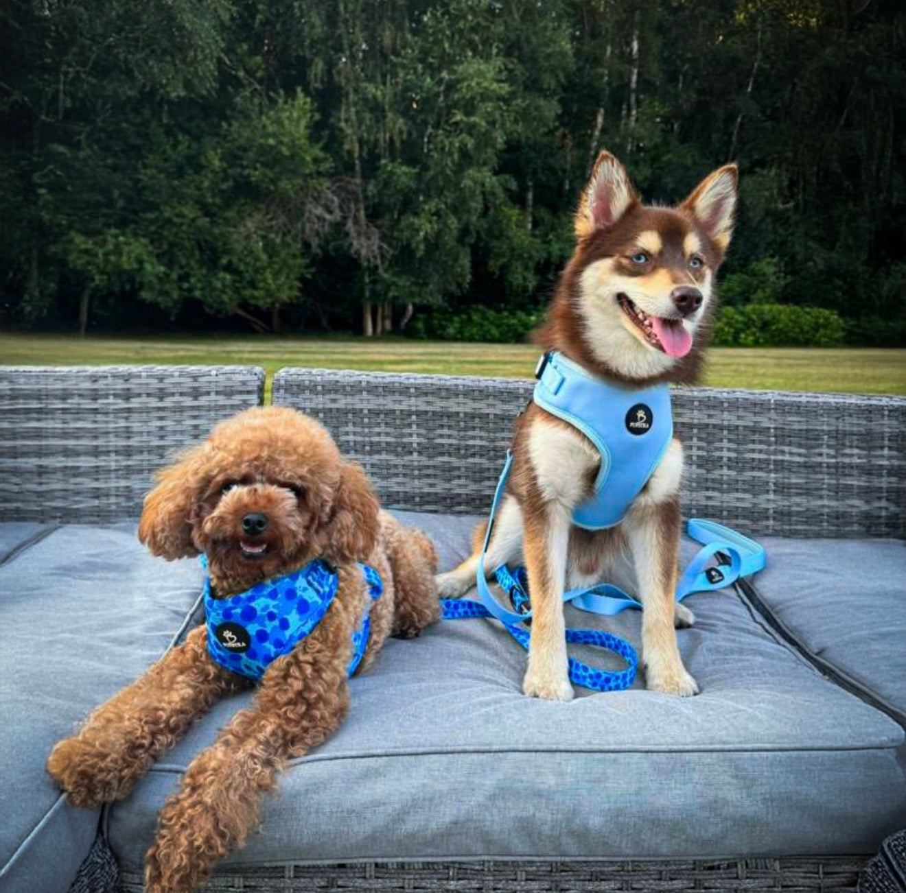 Bundle - Blue Leopard