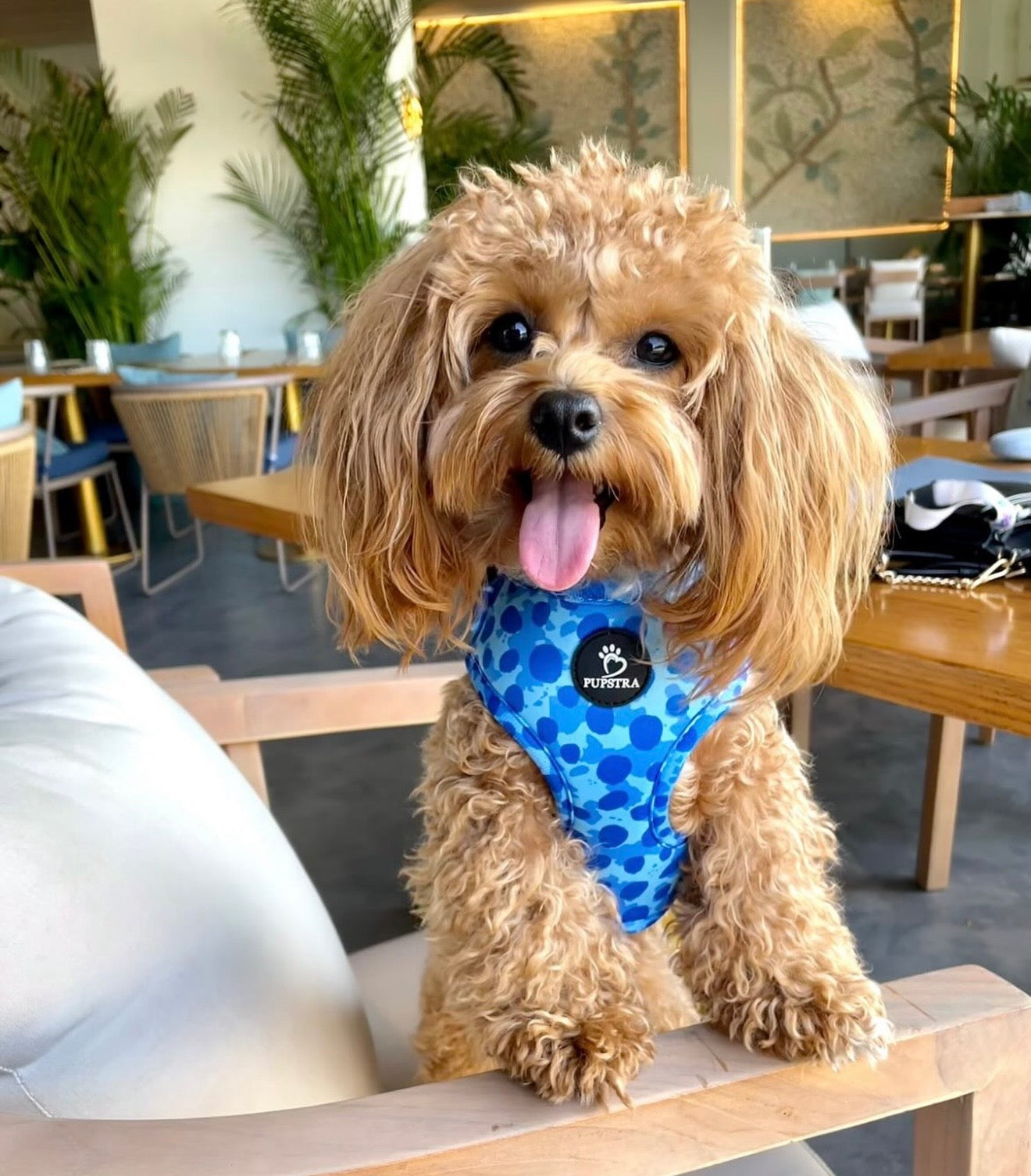 Bundle - Blue Leopard