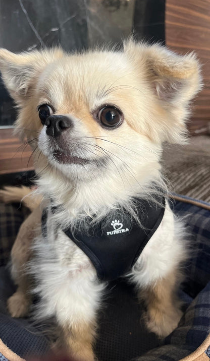 Adjustable Harness - Black