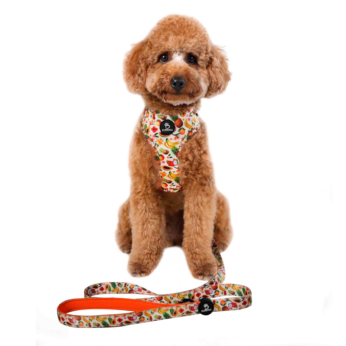 Leash - Fruity